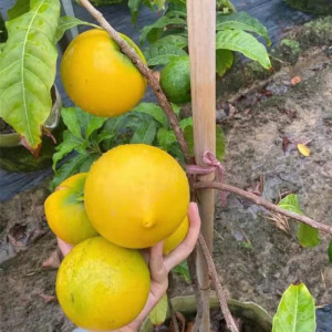 Buy Exotic Fruit Plant from Ezonefly