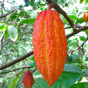 Buy Exotic Fruit Plant from Ezonefly