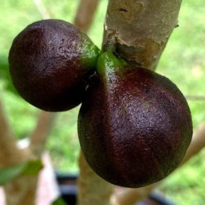 Buy Jaboticaba Plant from Ezonefly