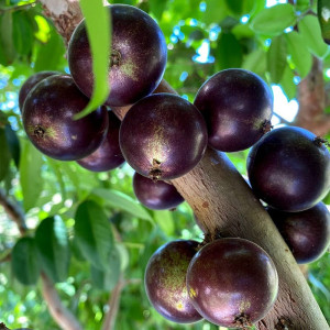 Buy Jaboticaba Plant from Ezonefly