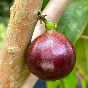 Buy Jaboticaba Plant from Ezonefly