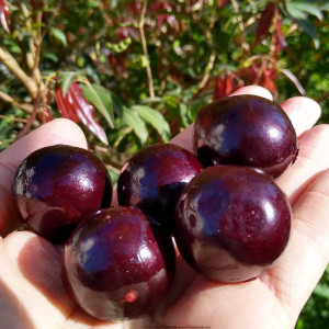 Buy Jaboticaba Plant from Ezonefly