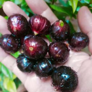 Buy Jaboticaba Plant from Ezonefly