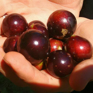 Buy Jaboticaba Plant from Ezonefly