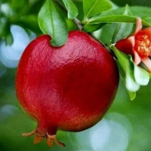 Buy Anar Plant from Ezonefly