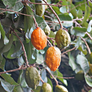 Buy Exotic Fruit Plant from Ezonefly