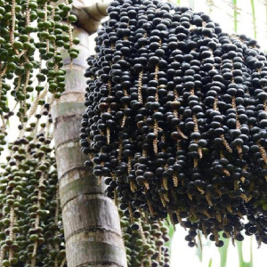 Buy Exotic Fruit Plant from Ezonefly