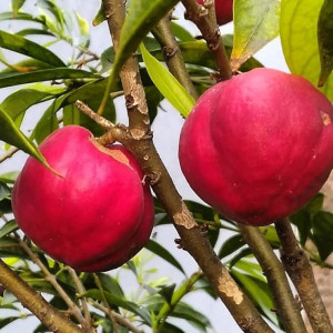 Buy Exotic Fruit Plant from Ezonefly