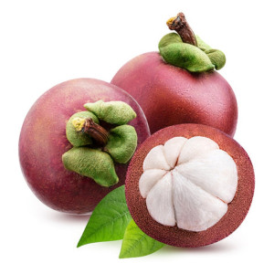 Buy Rare Exotic Mangosteen (Garcinia mangostana) Plant Seedling from Ezonefly