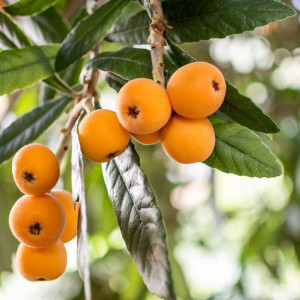 Buy Rare Exotic Loquat Fruit Plant (Grafted) from Ezonefly