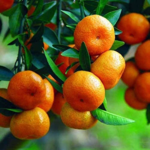Buy Orange Plant from Ezonefly