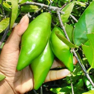 Buy Exotic Fruit Plant from Ezonefly