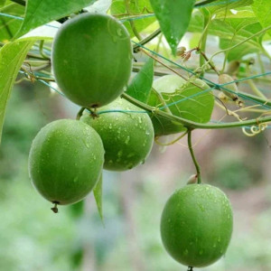 Buy Exotic Fruit Plant from Ezonefly