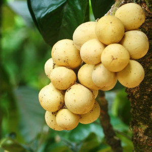 Buy Exotic Fruit Plant from Ezonefly