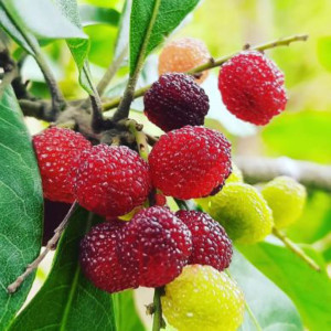 Buy Exotic Fruit Plant from Ezonefly