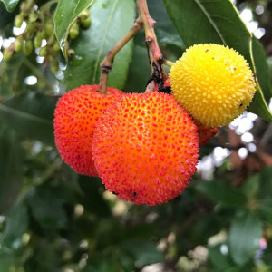 Buy Exotic Fruit Plant from Ezonefly