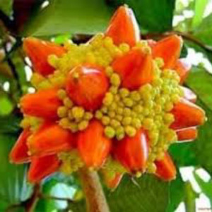 Buy Exotic Fruit Plant from Ezonefly