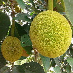 Buy Exotic Fruit Plant from Ezonefly