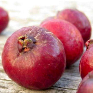 Buy Guava Plant from Ezonefly