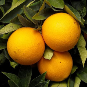Buy Pakistani Orange Plant (Grafted) from Ezonefly