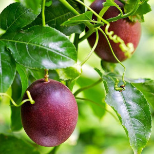 Buy Exotic Fruit Plant from Ezonefly