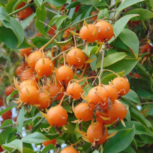 Buy Exotic Fruit Plant from Ezonefly