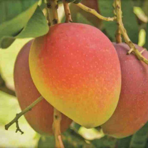 Buy Mango Plant from Ezonefly