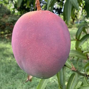 Buy Mango Plant from Ezonefly