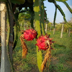 Buy Dragon Fruit Plant from Ezonefly