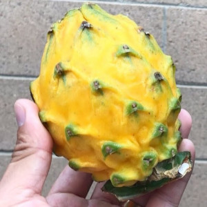 Buy Dragon Fruit Plant from Ezonefly