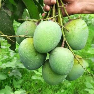 Buy Mango Plant from Ezonefly