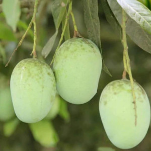 Buy Mango Plant from Ezonefly
